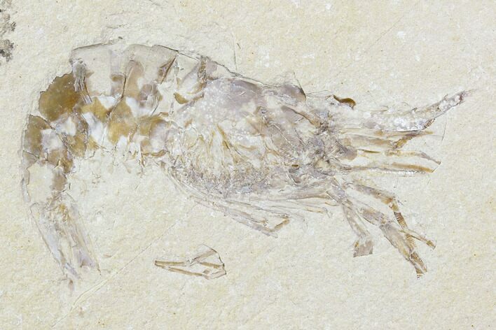 Cretaceous Fossil Shrimp - Lebanon #107550